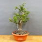 Preview: Prunus cerasifera, Mirabelle